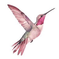 Aurelia hummingbird